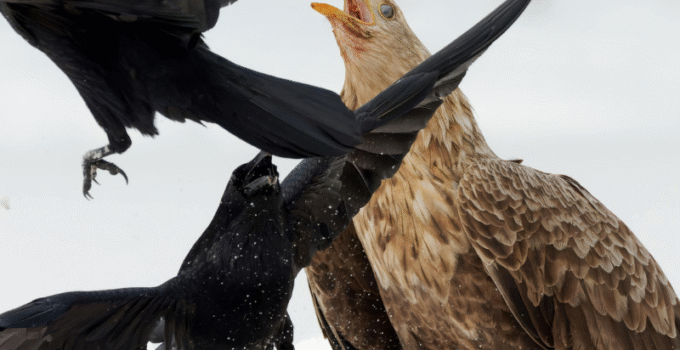 Myths and Misconceptions About Ravens and Vultures
