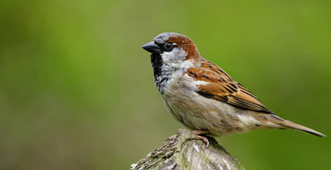 How to Design a Garden That Naturally Attracts Sparrows