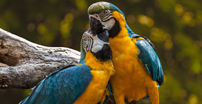 The Connection Between Local Birds and Agriculture