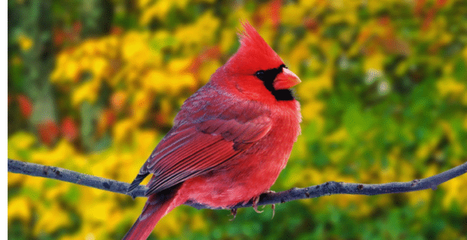 Feeding Habits of Cardinals What They Eat