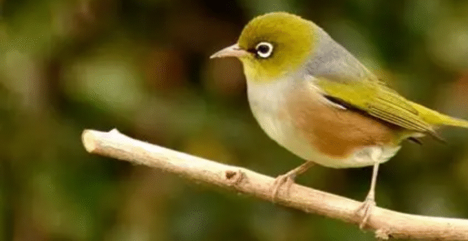 How Local Birds Adapt to Seasonal Changes