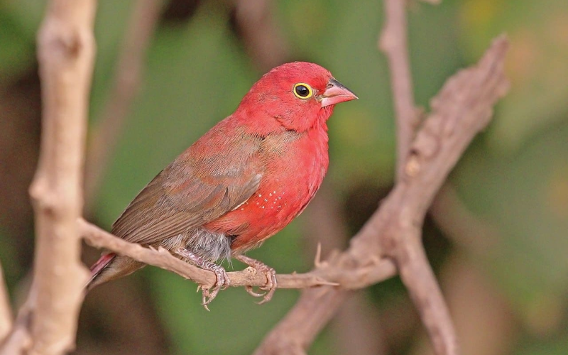 The Best Times of Day to Spot Common Backyard Birds
